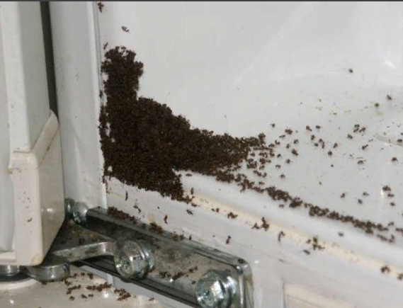 Дезинфекция от муравьев в Екатеринбурге