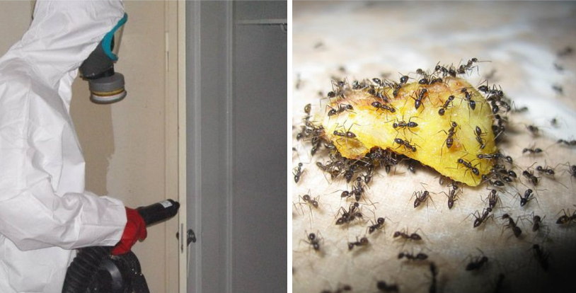 Дезинфекция муравьев в доме