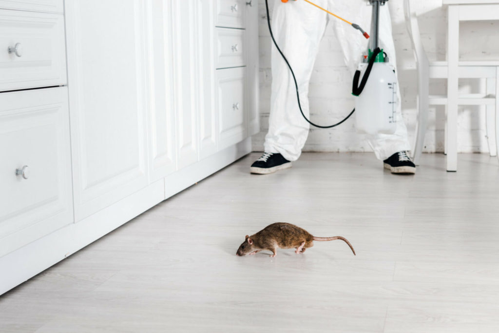 Уничтожение мышей и крыс