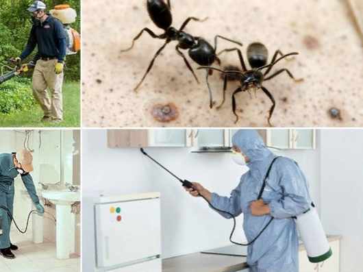 Как вывестих муравьев