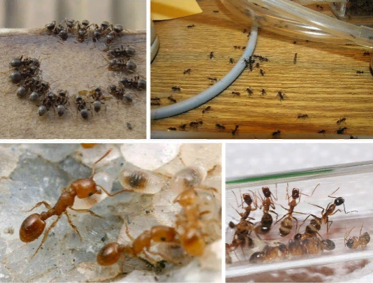Как вывести домашних муравьев