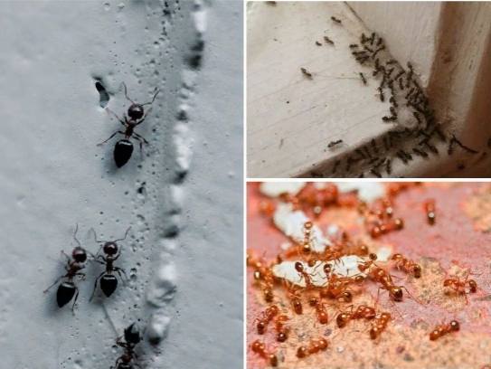 Как вывести домашних муравьев в Екатеринбурге