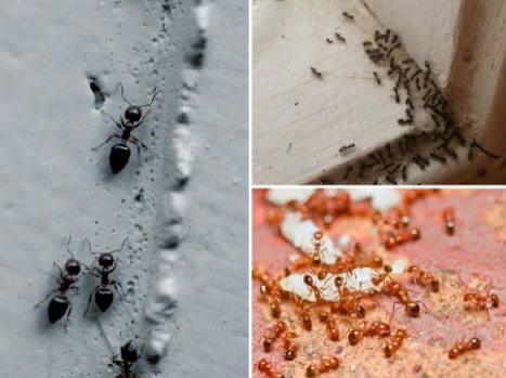 Уничтожение муравьев Екатеринбург