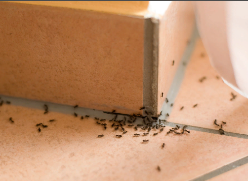 Обработка от домашниих муравьев