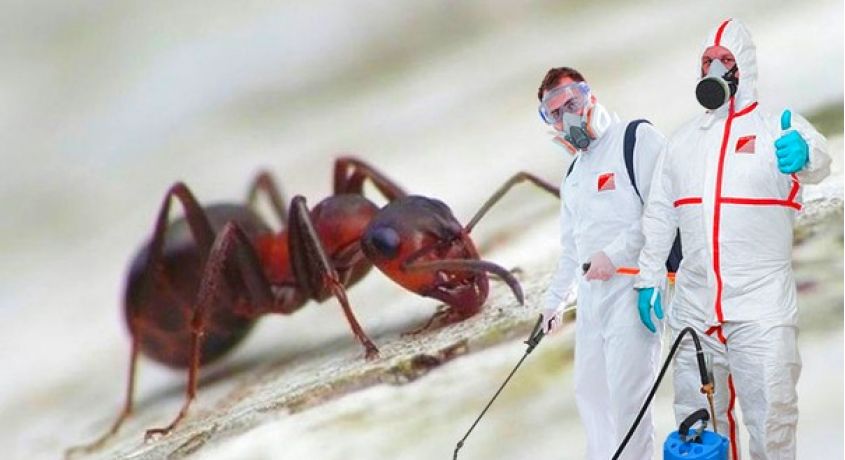 Уничтожение домашних муравьев в Екатеринбурге