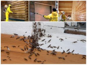 Уничтожение домашних муравьев