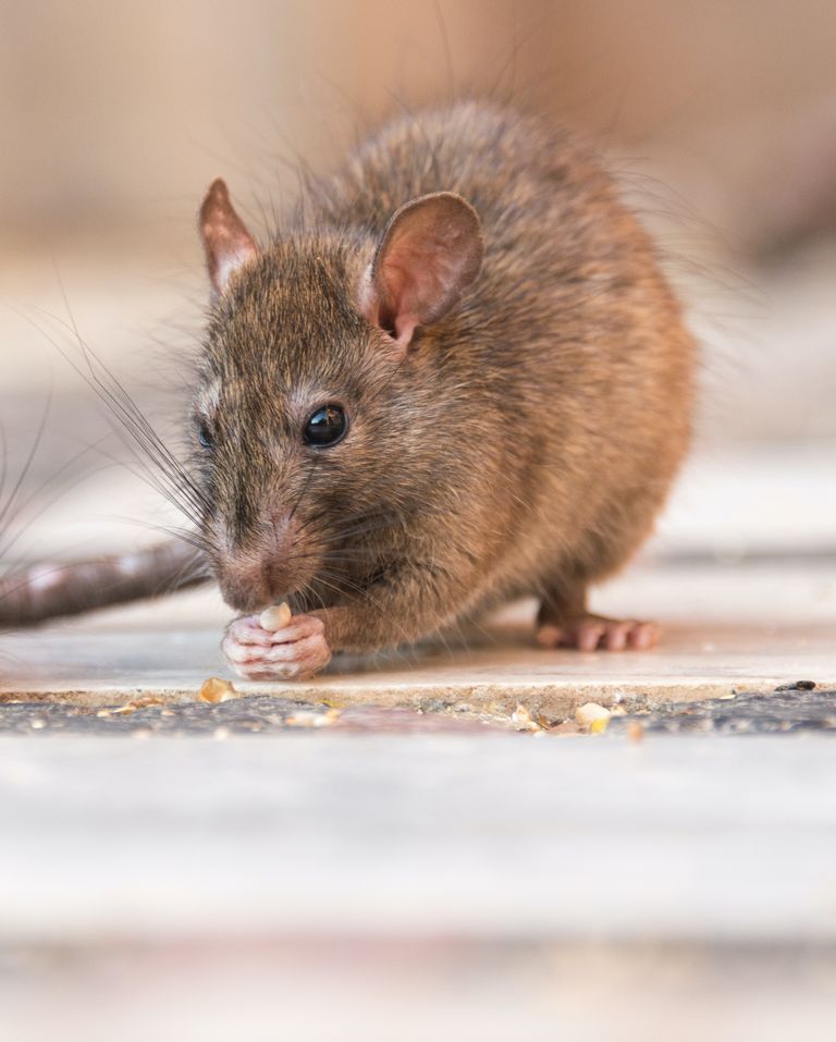 Дератизация крыс и мышей
