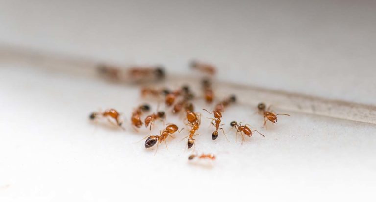 Домашние мелкие муравьи